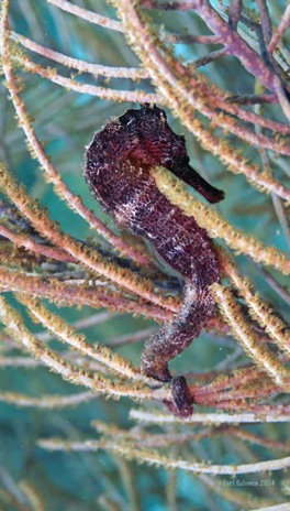 seahorse5 copy.jpg